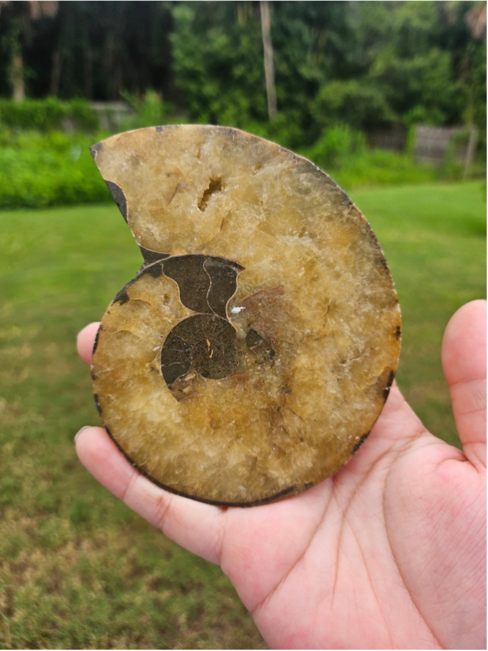 Ammonite fossil 4.3 in